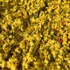 Mustard Chilli Pickle Mustard Chilli Pickle