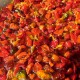 Raja King Chilli Pickle, HS Raja King Chilli Pickle, HS